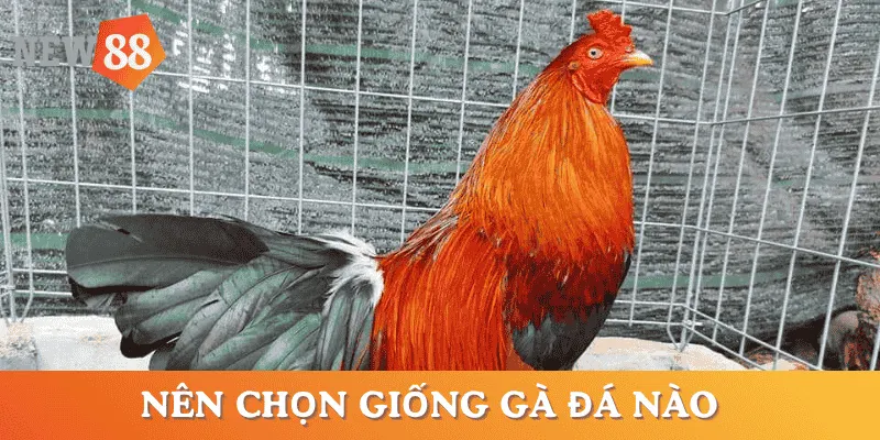 cac-giong-ga-da-hay-cach-chon