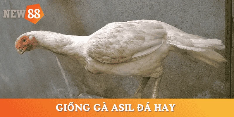 cac-giong-ga-da-hay-ga-asil