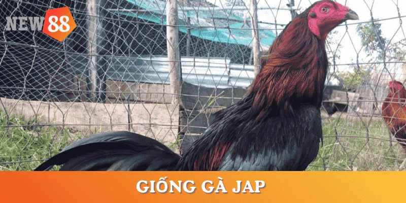 cac-giong-ga-da-hay-ga-jap
