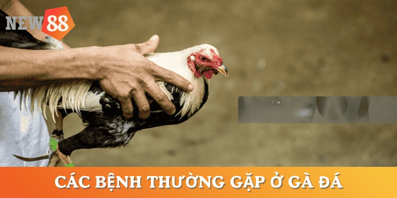 cach-tri-benh-ga-da-cac-loai-benh-pho-bien