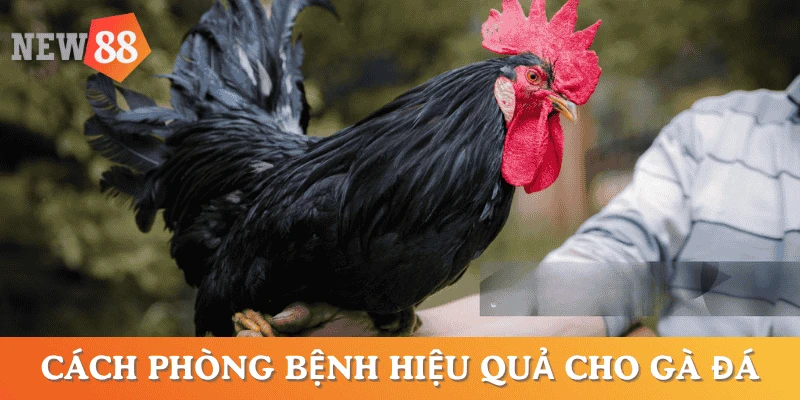 cach-tri-benh-ga-da-meo-phuc-hoi-benh