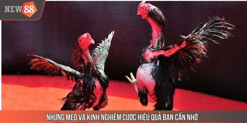 Những mẹo và kinh nghiệm cược hiệu quả bạn cần nhớ