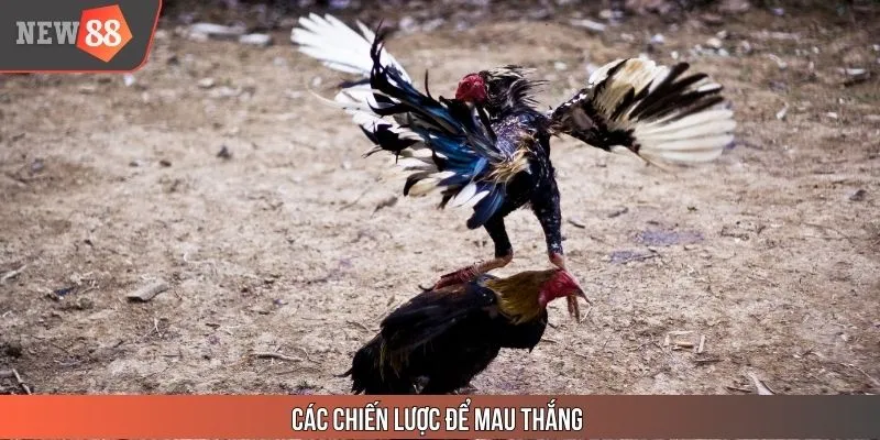 Các chiến lược để mau thắng