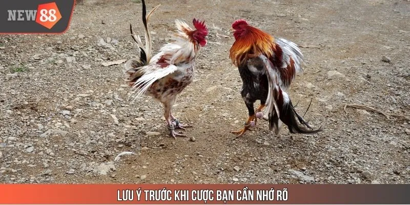 Lưu ý trước khi cược bạn cần nhớ rõ