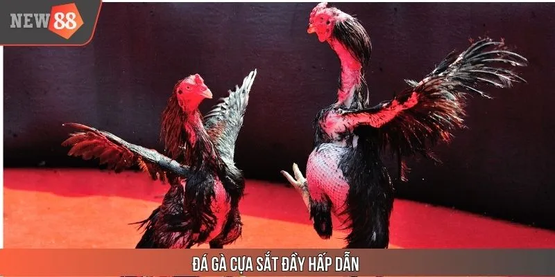 Đá gà cựa sắt đầy hấp dẫn