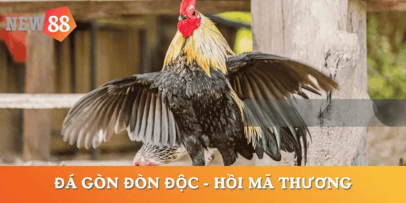 da-ga-don-doc-hoi-ma-thuong