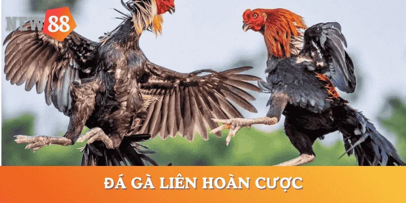 da-ga-don-doc-lien-hoan-cuoc