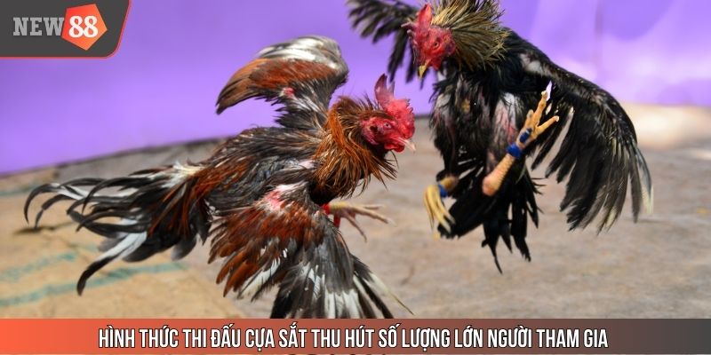 Hình thức thi đấu cựa sắt thu hút số lượng lớn người tham gia