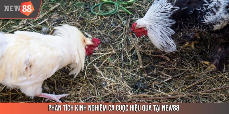 Phân tích kinh nghiệm cá cược đá gà live hiệu quả