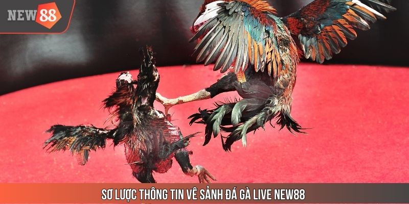 Sơ lược thông tin vê sảnh đá gà live