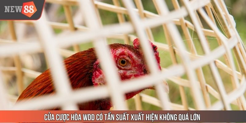 Cửa cược hòa WDD có tần suất xuất hiện không quá lớn