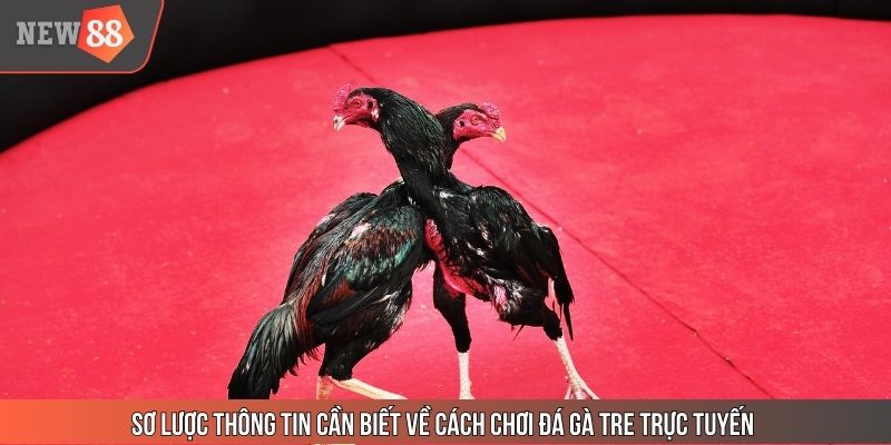 Sơ lược thông tin cần biết về cách chơi đá gà tre trực tuyến