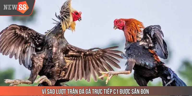 Lý do các trận đấu trực tiếp đá gà được săn đón