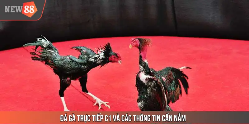 Những thông tìm cần tìm hiểu khi theo dõi các trận đá gà