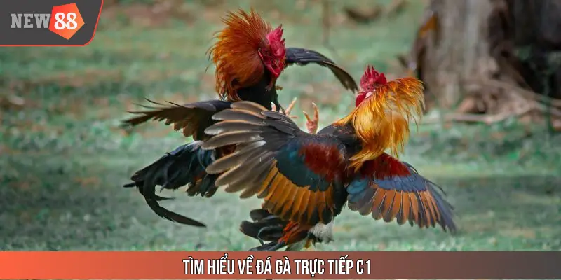 Tìm hiểu về đá gà trực tiếp C1