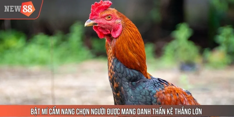 Bật mí cẩm nang chọn người được mang danh thần kê thắng lớn