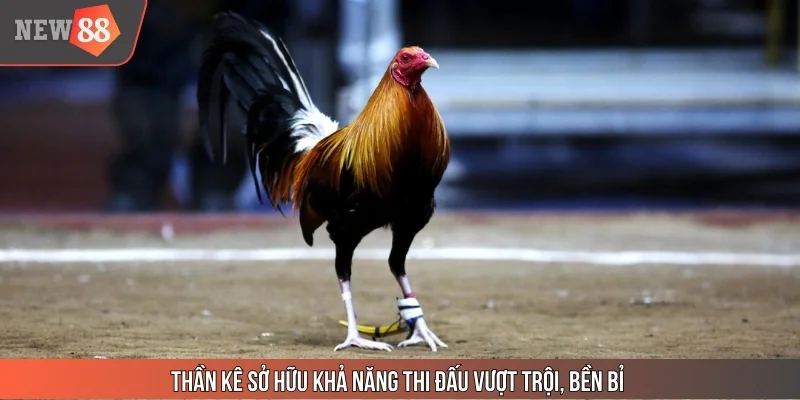Thần kê sở hữu khả năng thi đấu vượt trội, bền bỉ