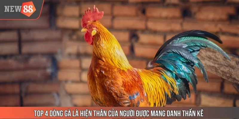 Top 4 dòng gà là hiện thân của người được mang danh thần kê