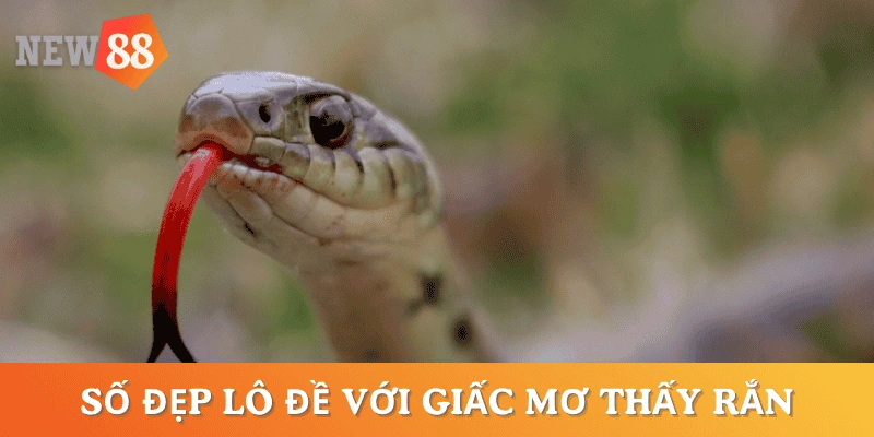 so-de-mo-thay-ran