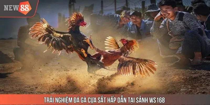 Trải nghiệm đá gà cựa sắt hấp dẫn tại sảnh WS168