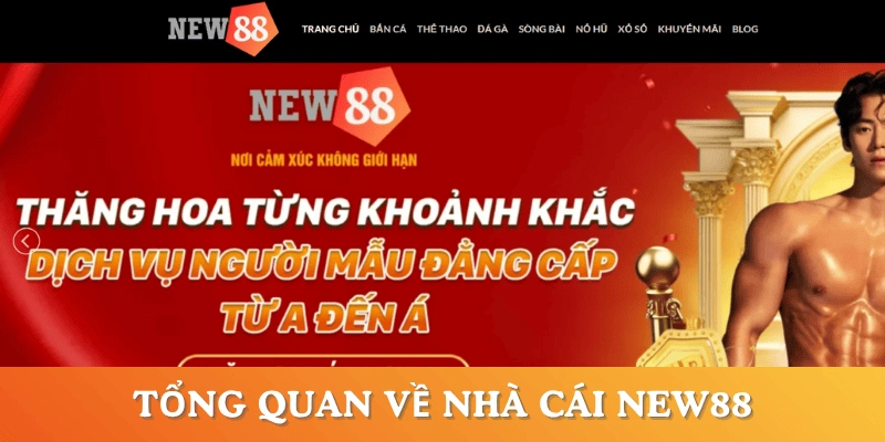 NEW88-co-hop-phap-khong-tong-quan-nha-cai